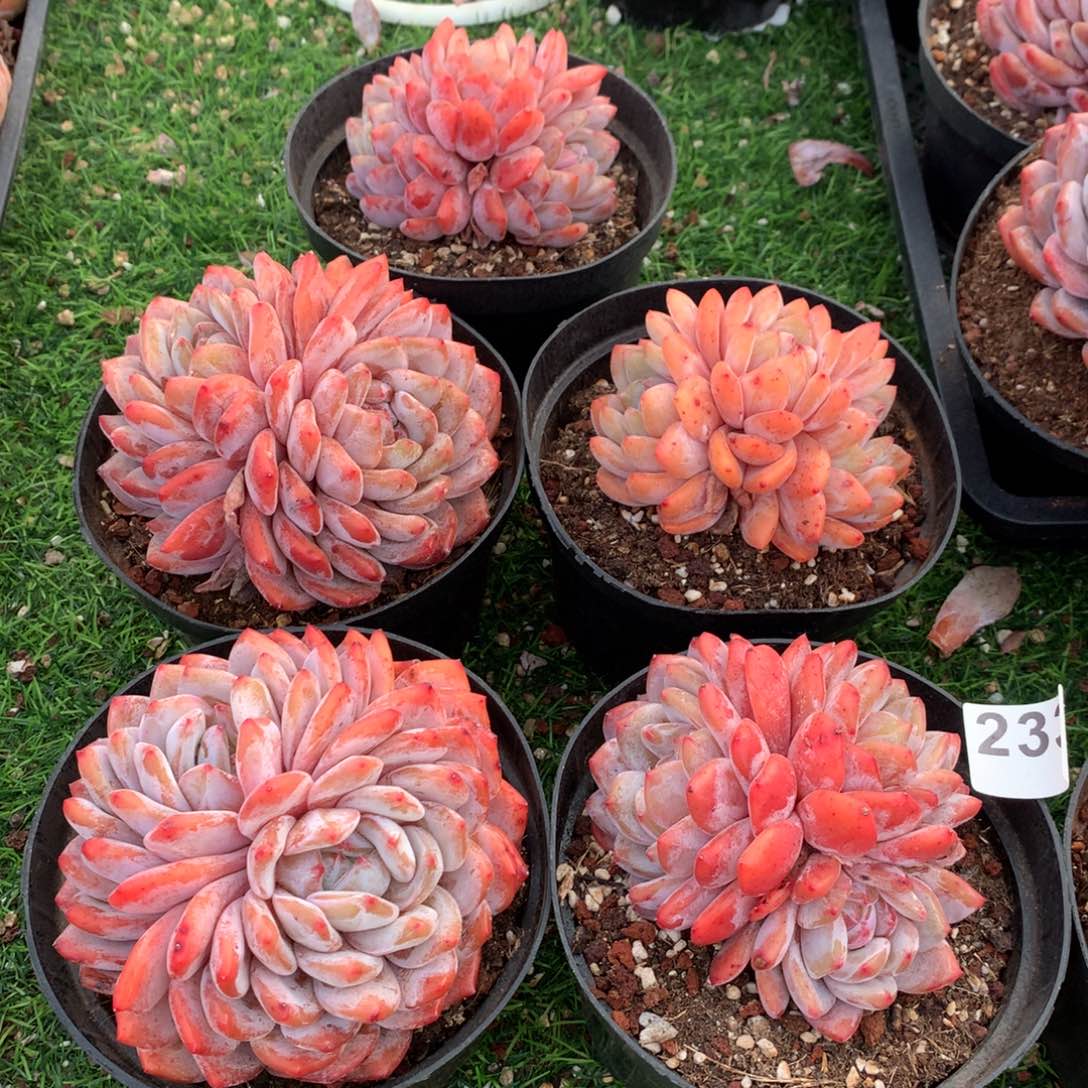 233橙子多肉植物