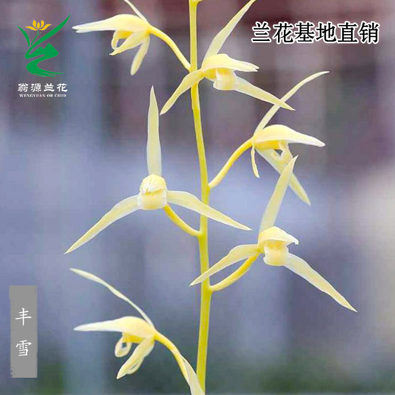 翁源兰花苗老种寒兰丰雪细叶正品开花素雅好养绿植花卉