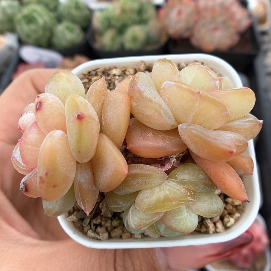 金雀群生可拍992号。    