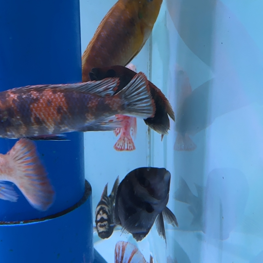 海水鱼维鲷pnm尼雷尔10