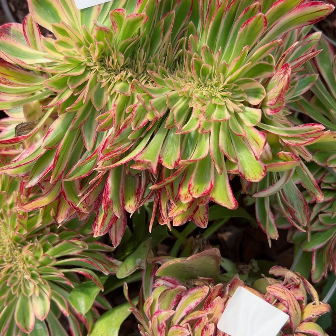 204 号多肉植物法师