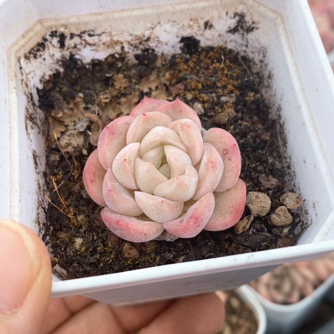 精品多肉一物一拍不包整69