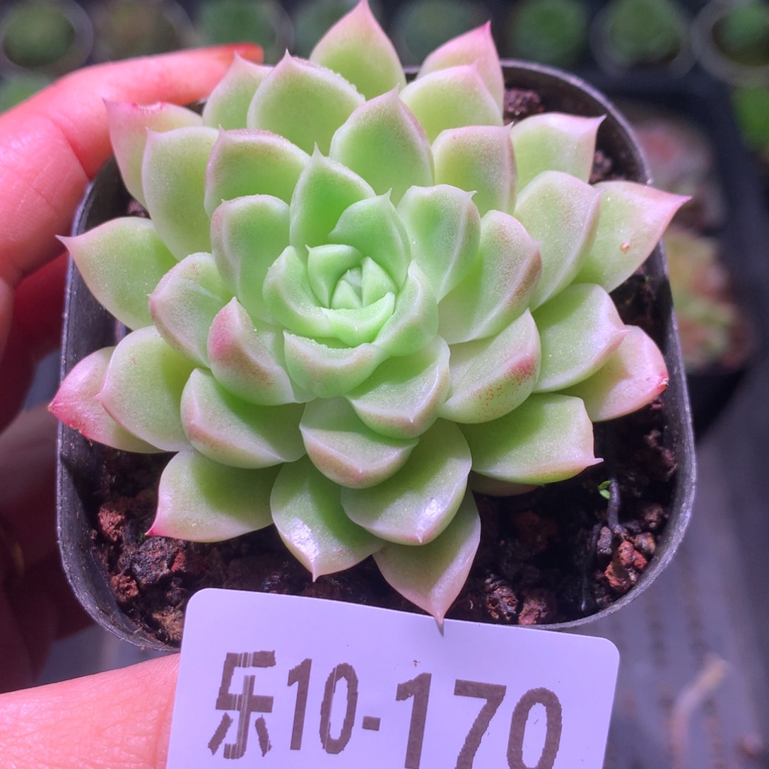 乐然10-170 迈凯伦 