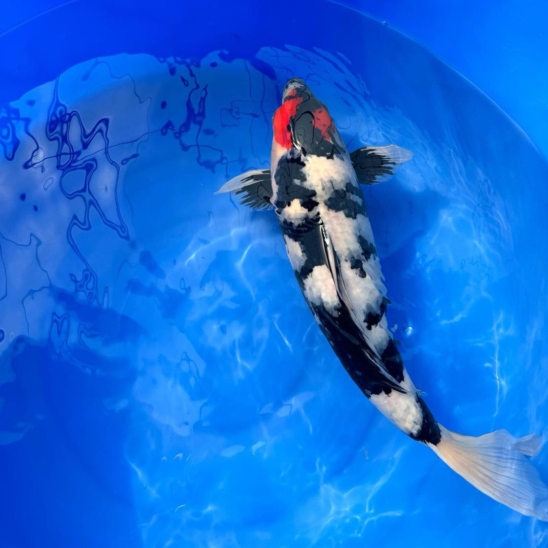 红白锦鲤冷水淡水观赏鱼，实物以直播间截图为准