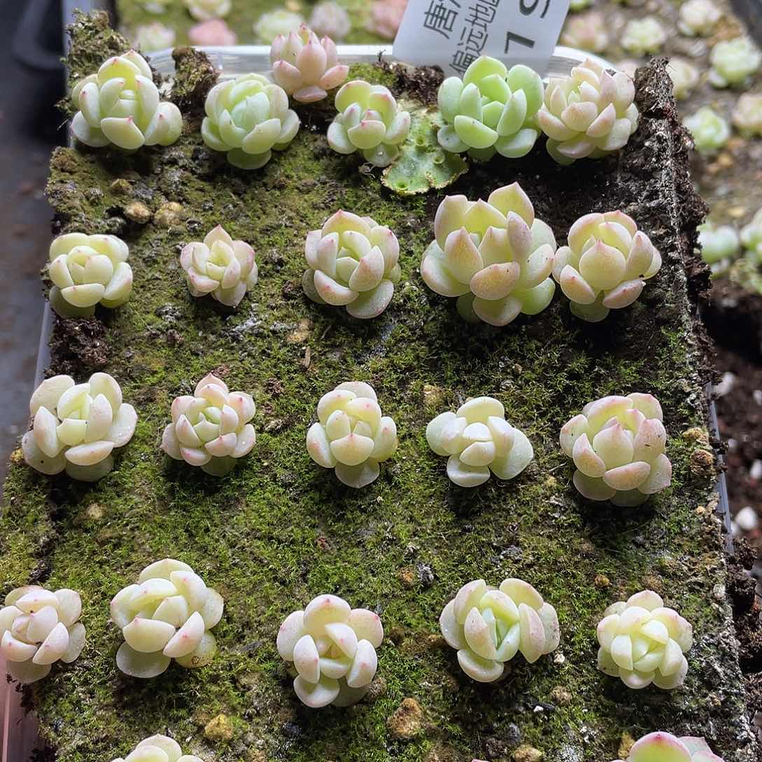 糖心珍妮混一物一拍196