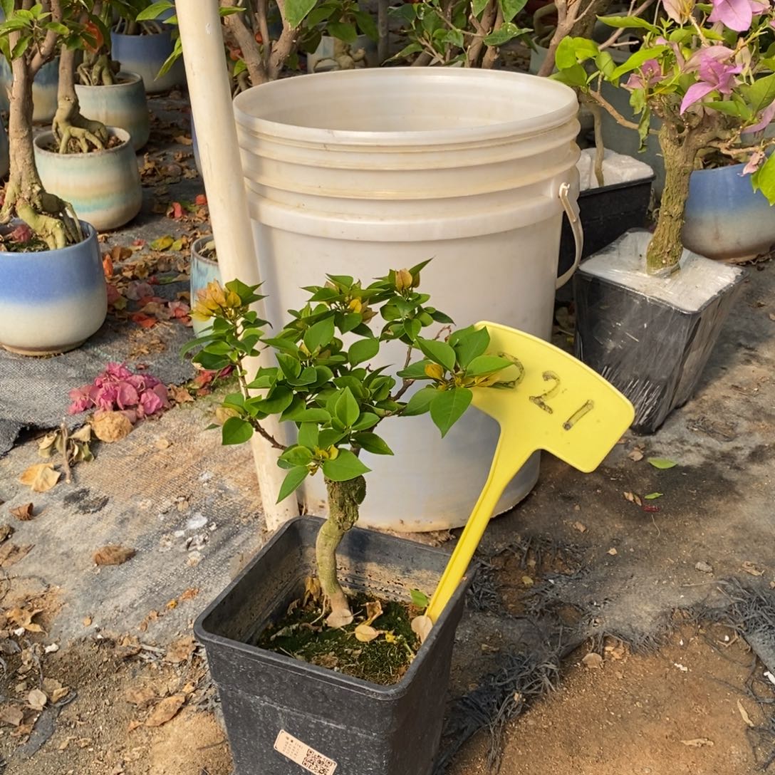 小***樱无花朵三角梅塔黄D21