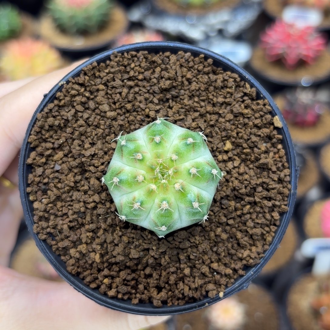 3cm超圆肥实生白轮回