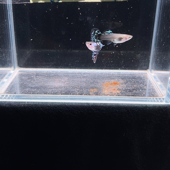 孔雀鱼艾尔银烟花