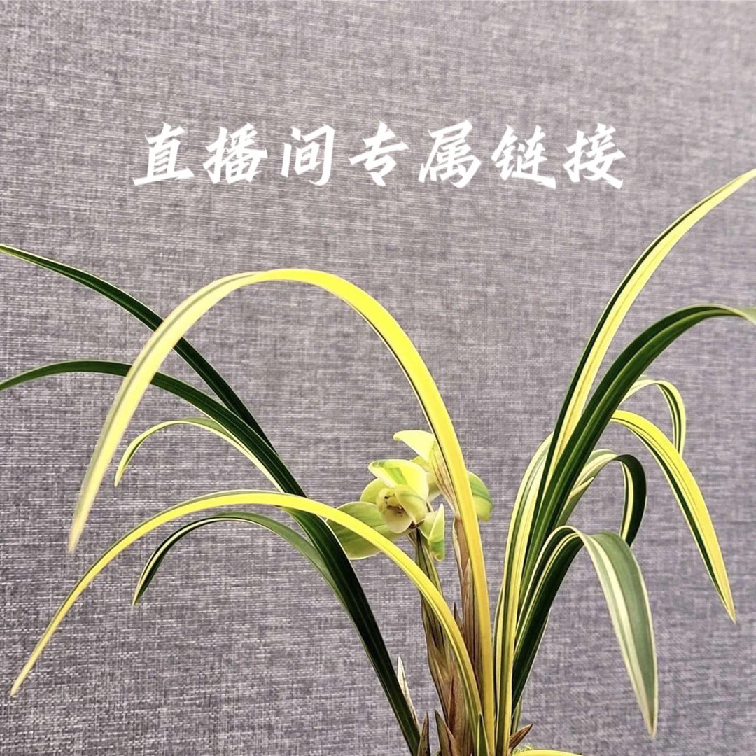 直播间100-1000改价链接 高端艺兰建兰浓香兰花苗阳台盆栽