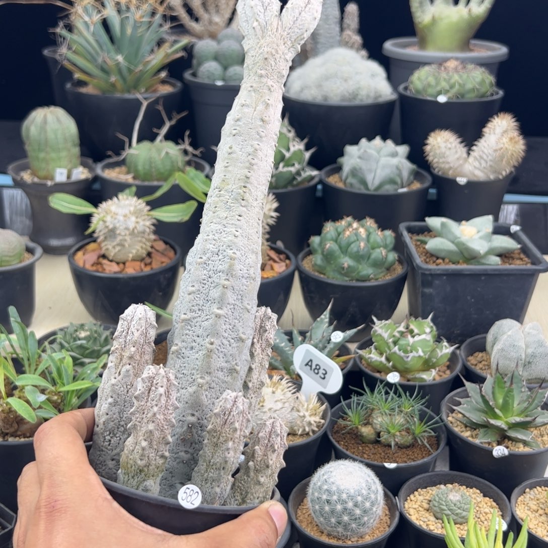 亚迪麒麟大戟群一物一拍