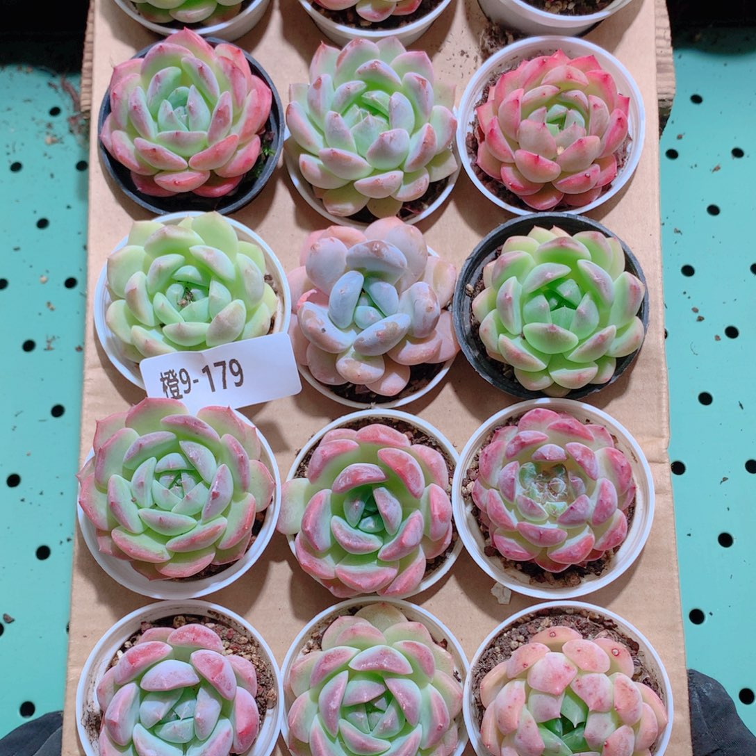 9-179一物一拍带盆18颗