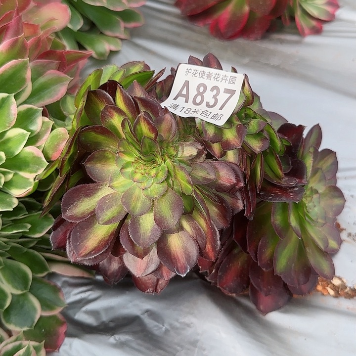 多肉 抹茶一体化多肉法师