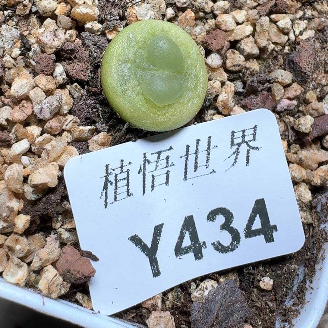 434盒多肉植物哇c f