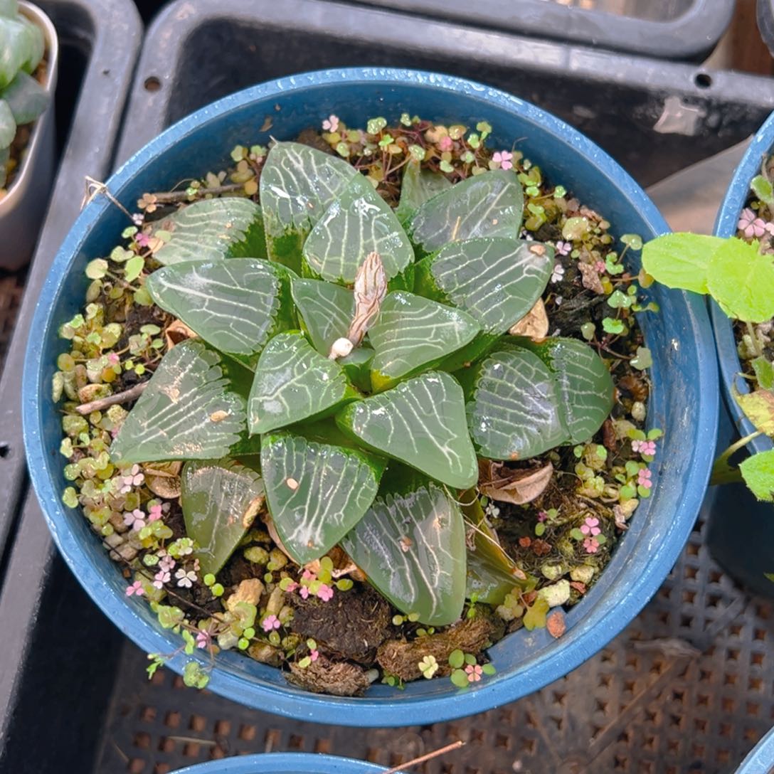 加仑盆月影母本一颗