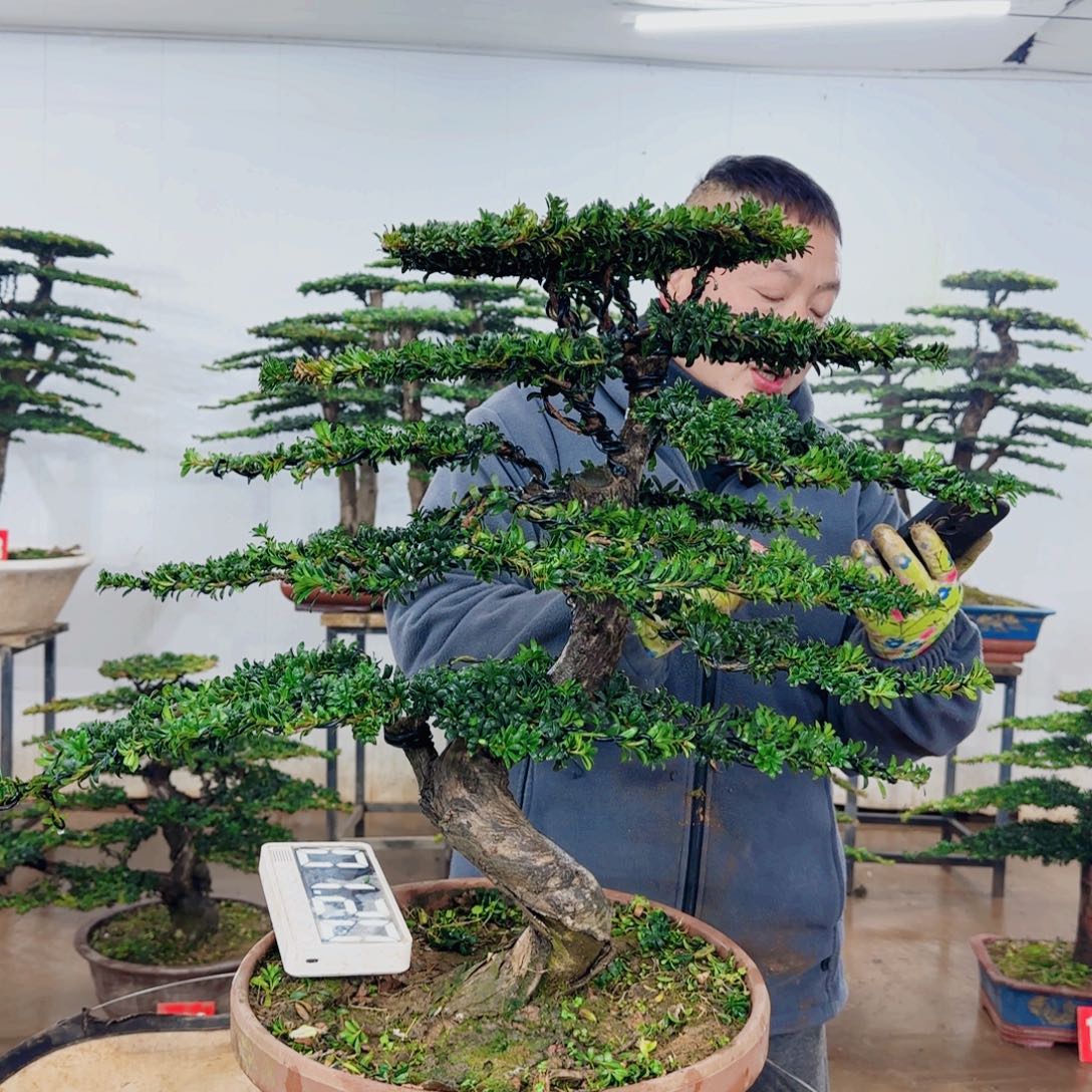 A***桥无花朵盆景园林……