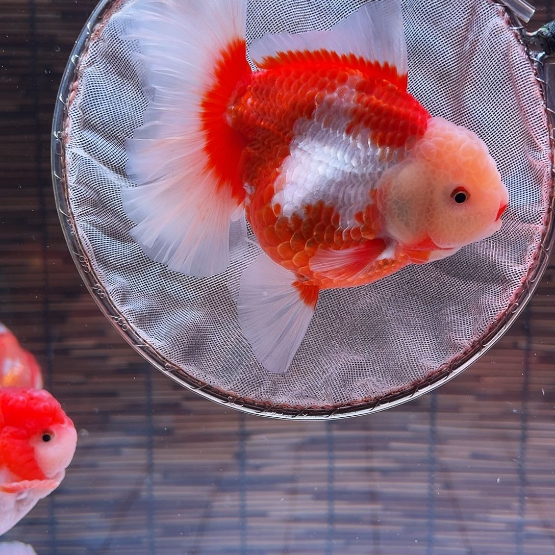 金鱼百褶泰狮冷水金鱼