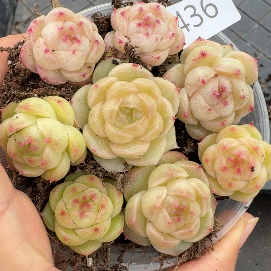 一物一拍一物一拍1108-436