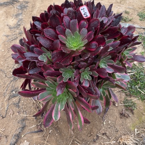 2-44赤霞飞多肉植物