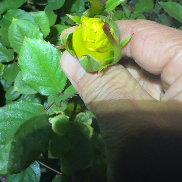 无花朵太阳追逐裸根