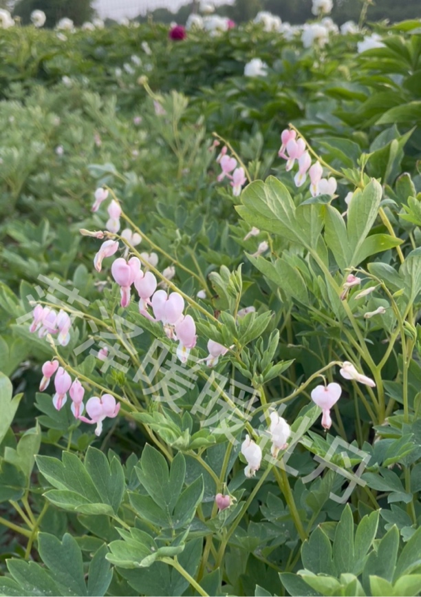 菏泽暖暖牡丹进口荷包（瓦伦丁）（丘比特）（阿尔巴）秋季裸根发苗