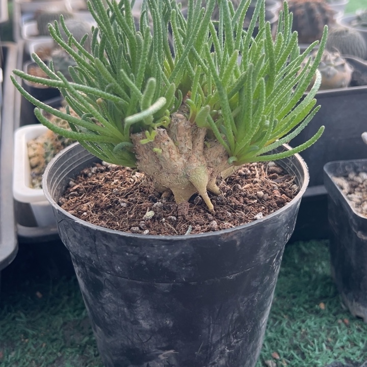 天赐，一物一拍，带土球