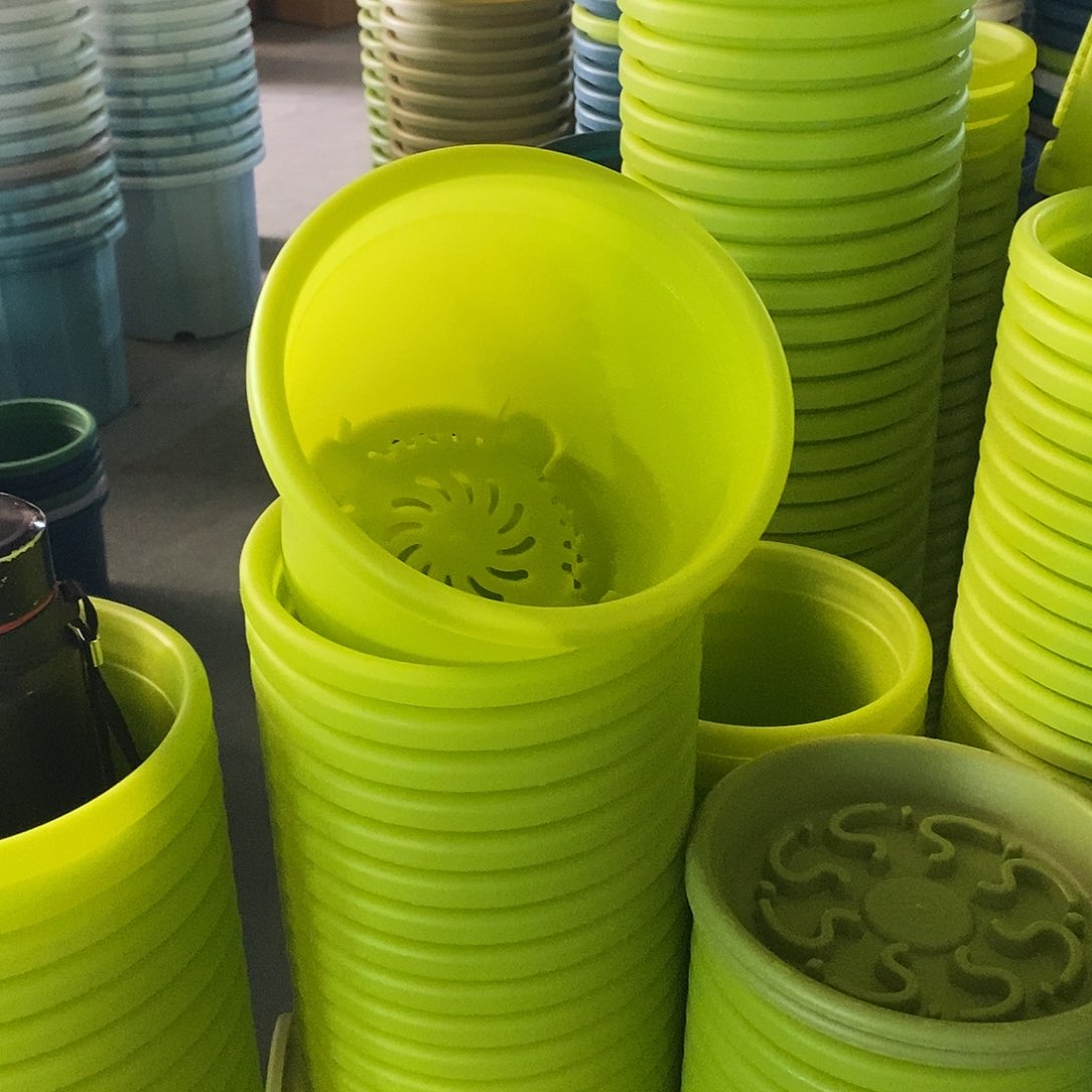 特价2号柠檬黄13个无拖