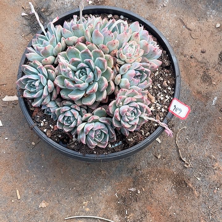 989阿尔巴 一物一拍多肉