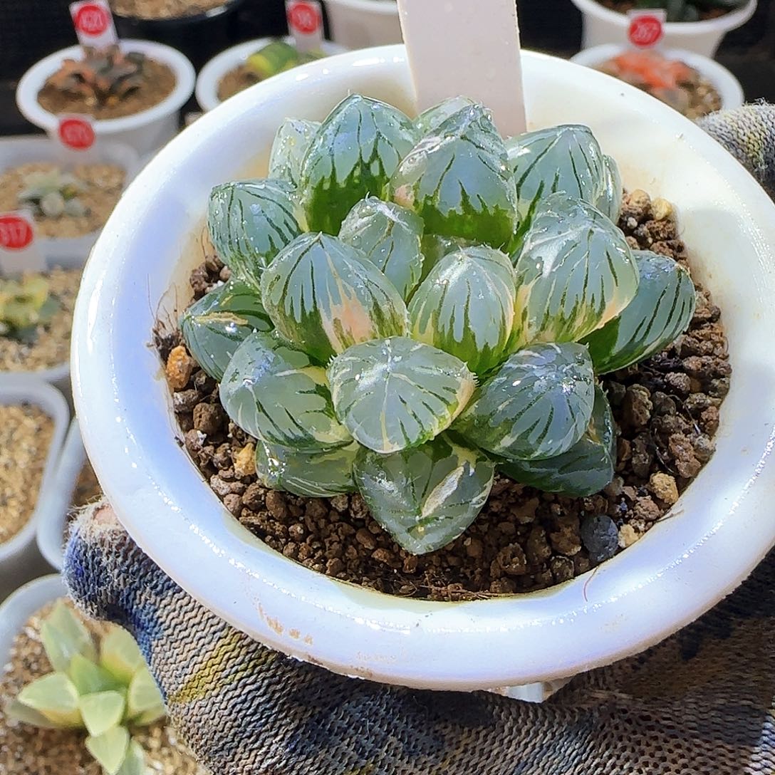 540龙爪玉露锦 5 厘米左右一物一拍带盆发货