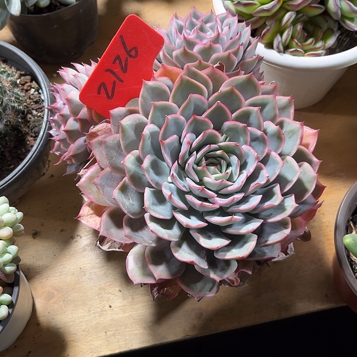 00000000000000002126