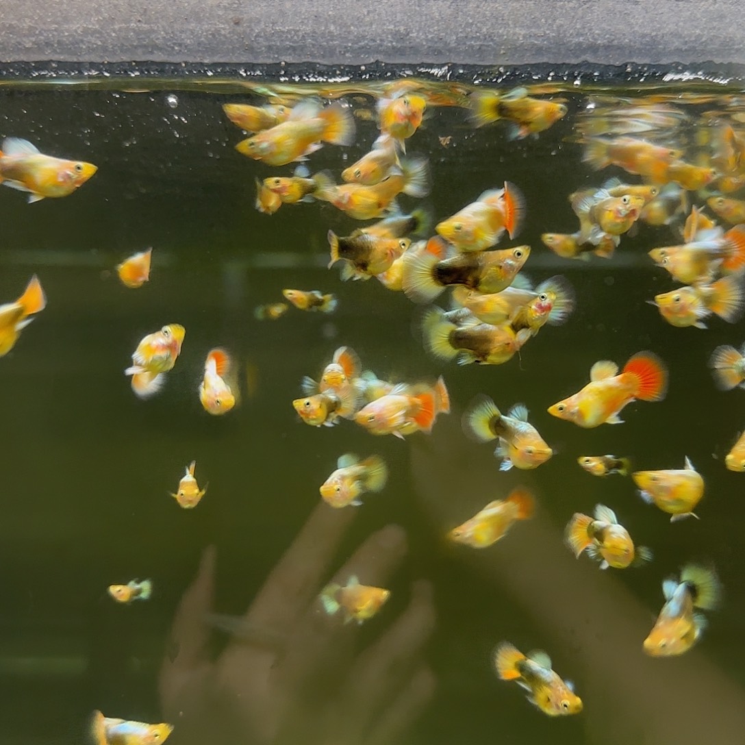 孔雀鱼圣诞球1对随机