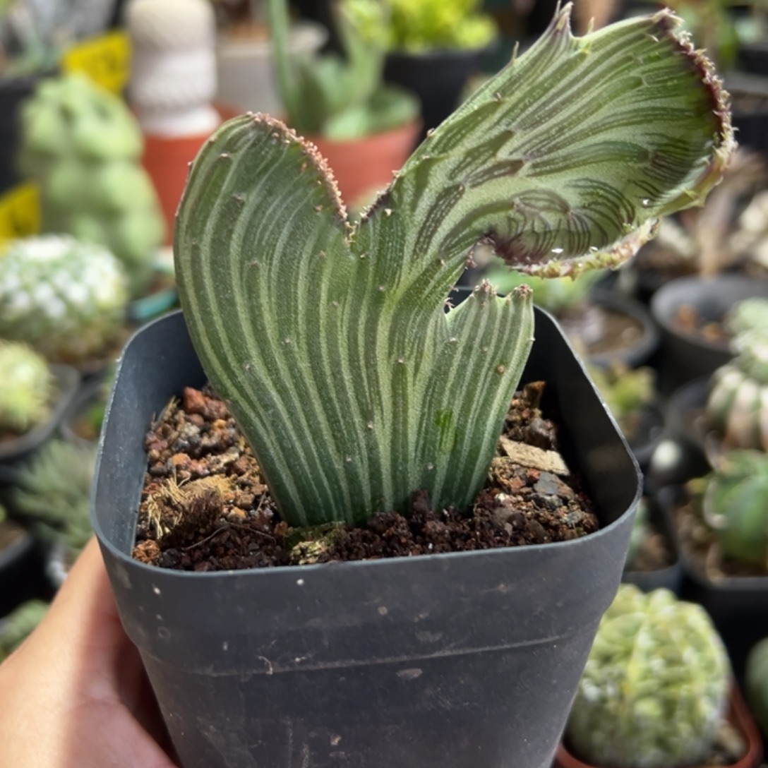 美人鱼天龙树缀化带盆111111111