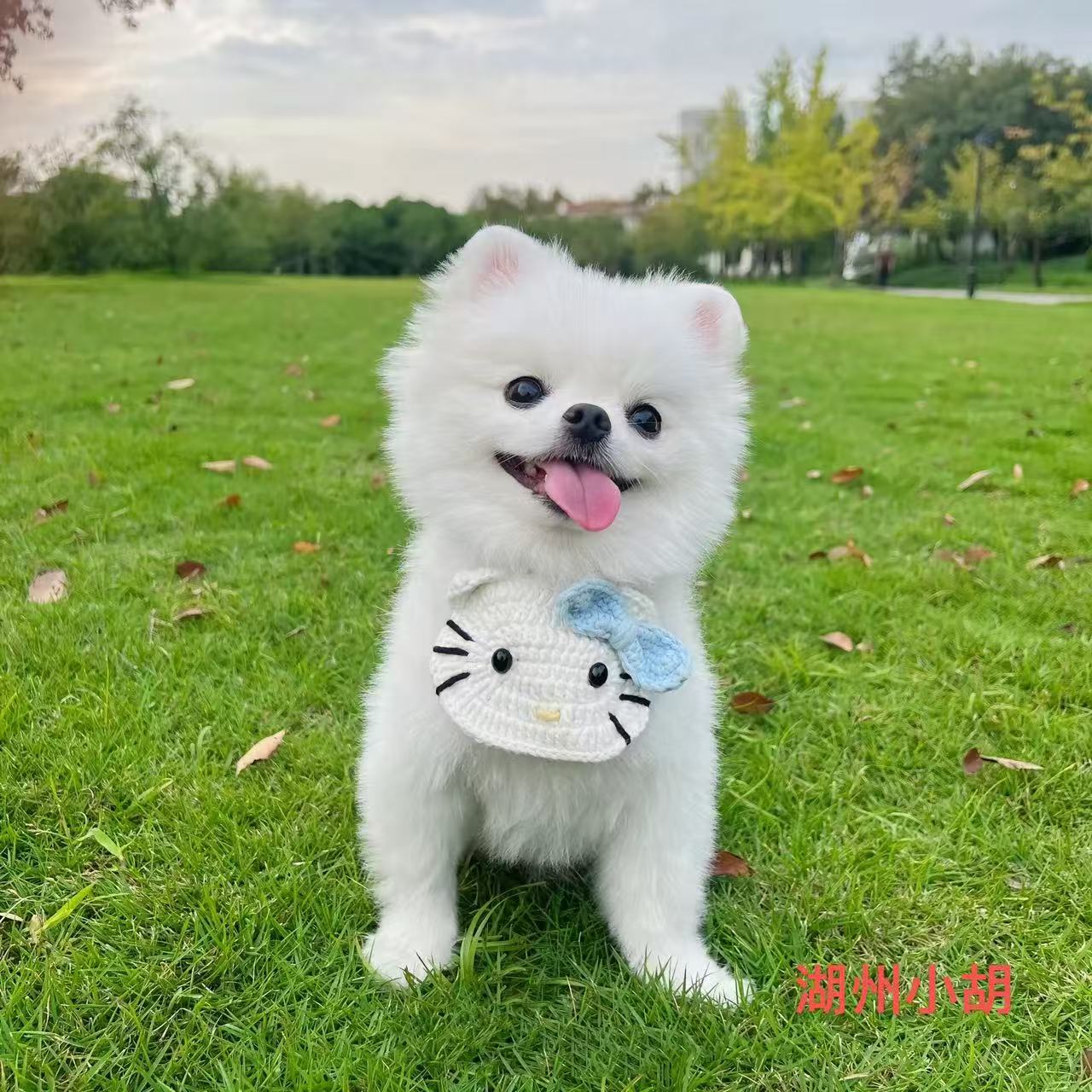 新（小胡家）T狗狗活体