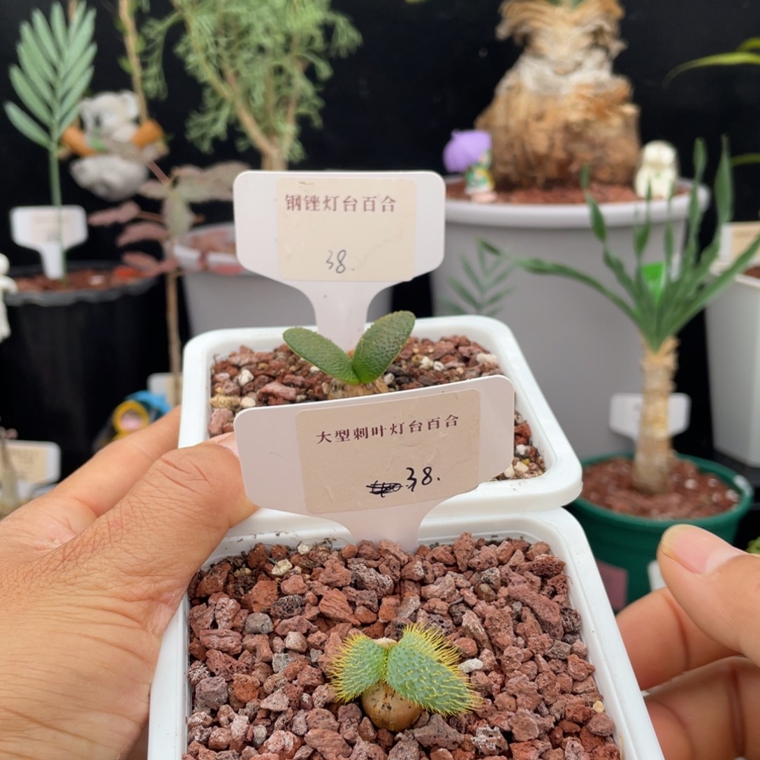 两个品种的灯台百合