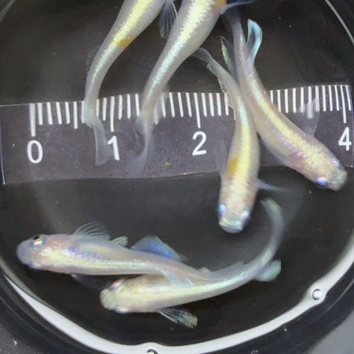 青鳉鱼粉赤壁3号青鳉