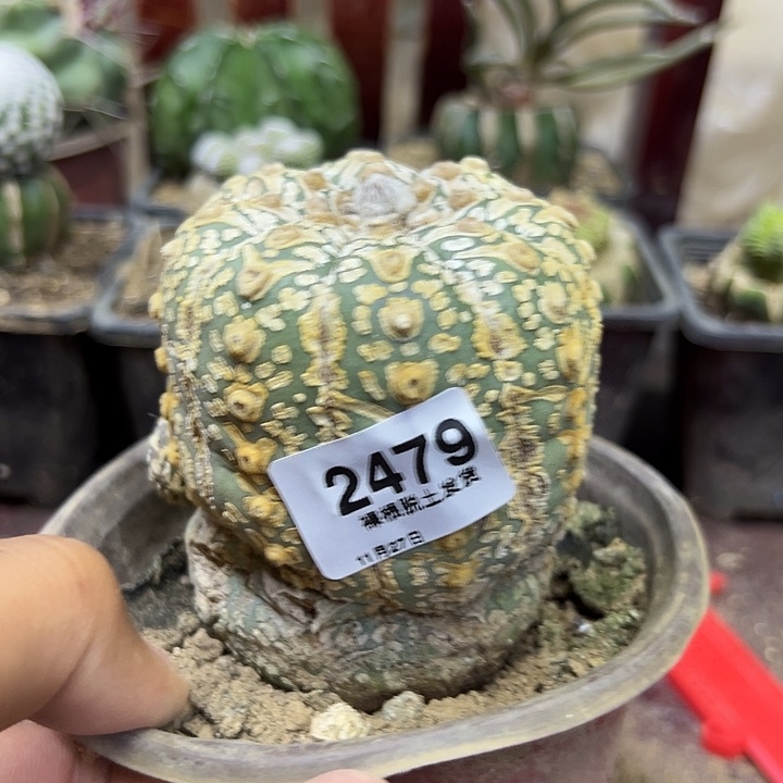 2479号木心根v字兜