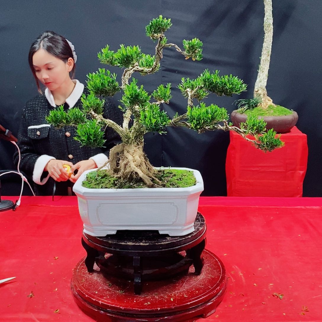 广东皱皮雀舌黄杨盆景?****西