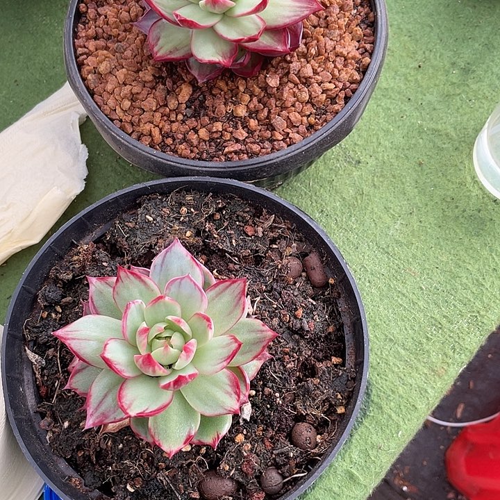 橘****）惊鸿仙子多肉植物带土球118