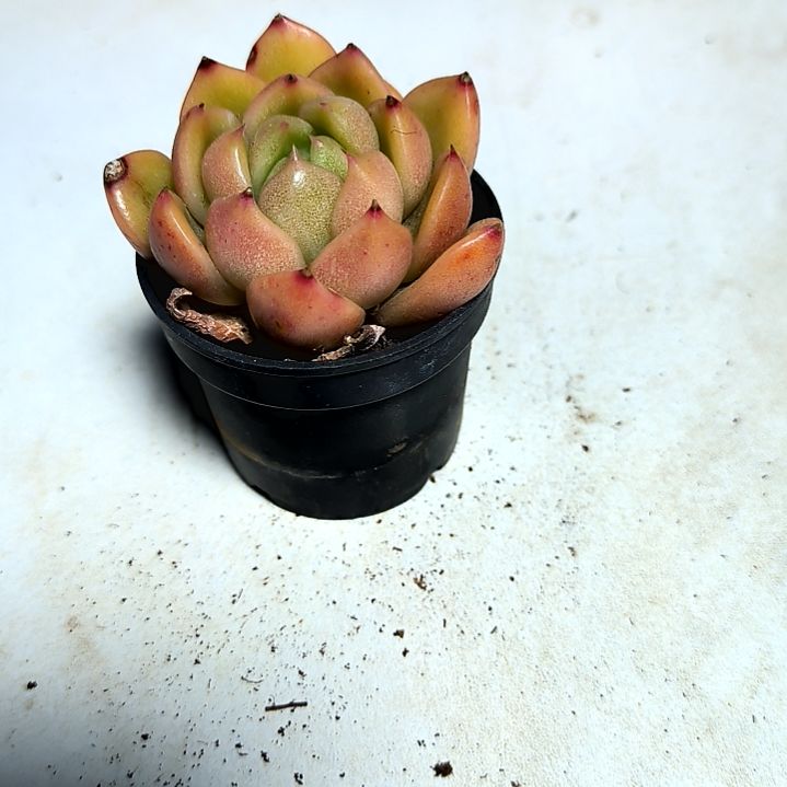 满6元包邮，冰城白玫瑰杂拇指盆