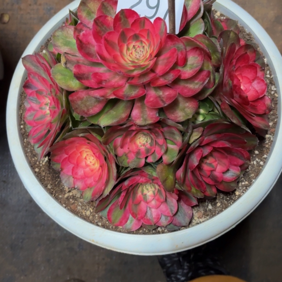 哈哈多肉葡萄福利297