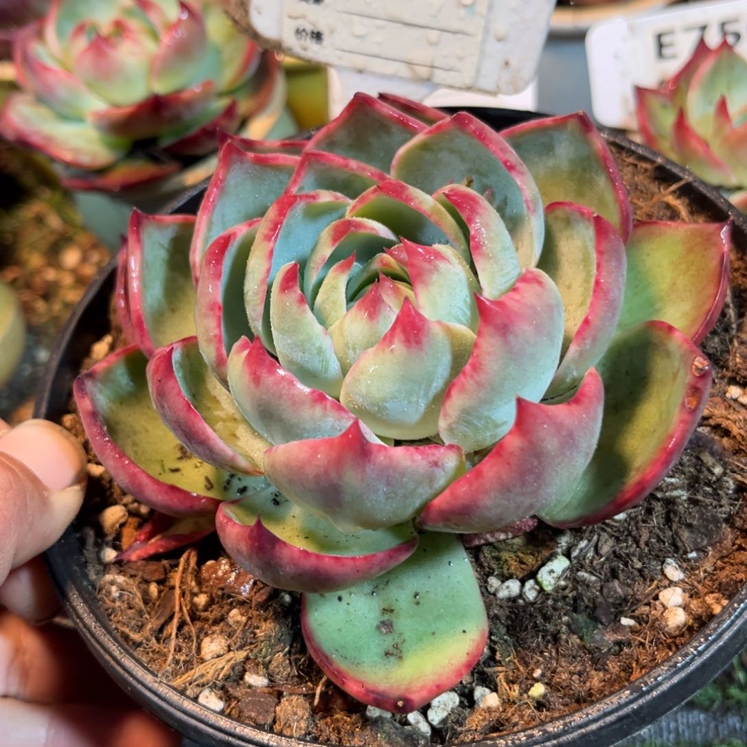 惊鸿一瞥821号多肉