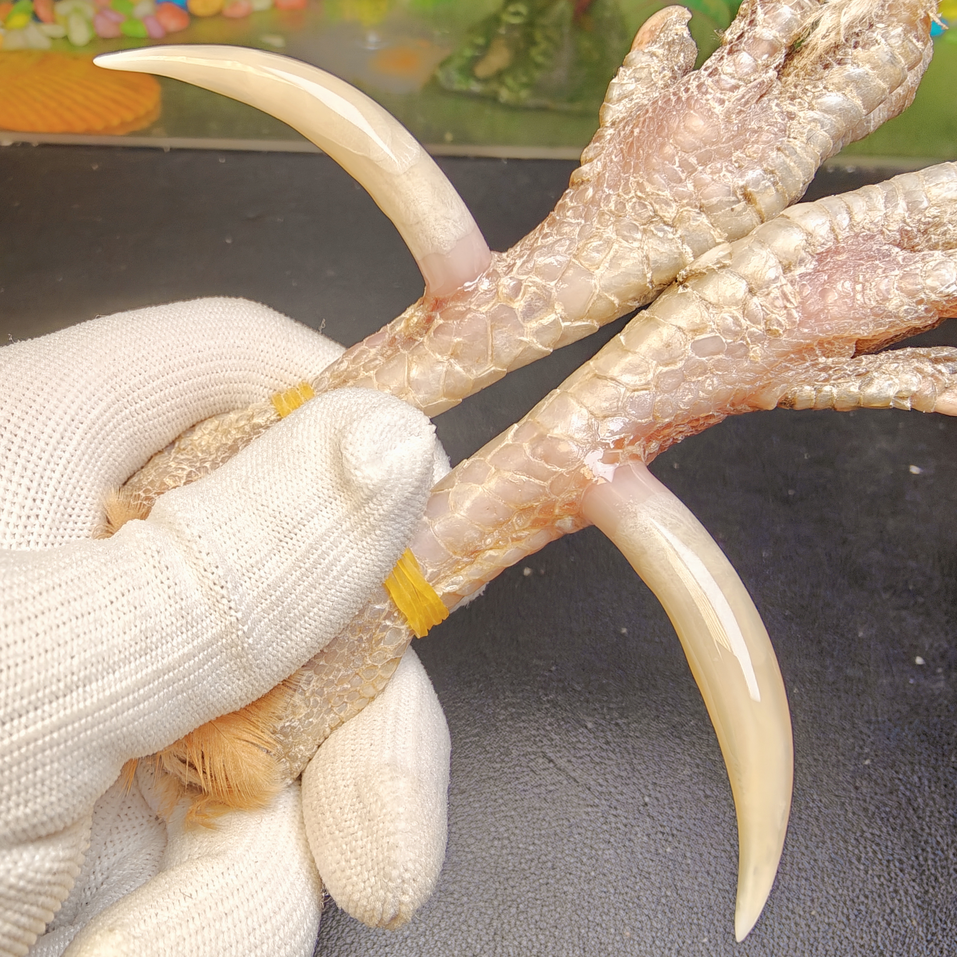 沉醉骨艺鸡爪骨白色大湾钩一对