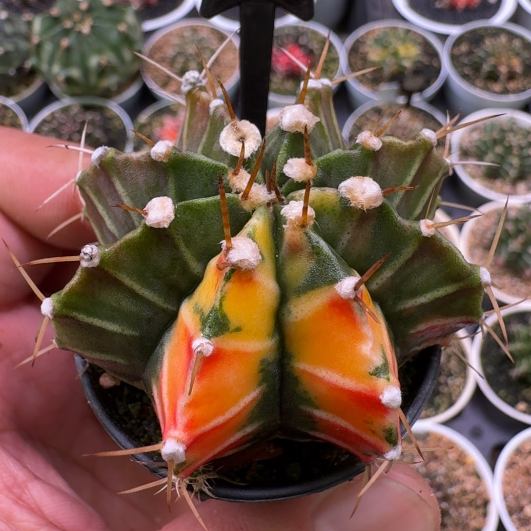 米哈诺维奇仙人球15