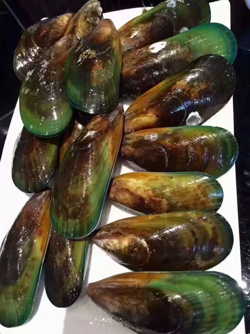 （小王推荐）鲜活青口贝，嘎嘎肥，鲜掉眉毛。宁夏银川包邮。单拍不送