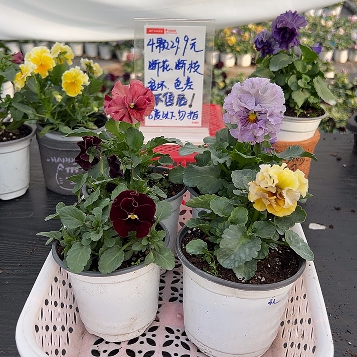 当前无花朵，栽培后可花朵004号