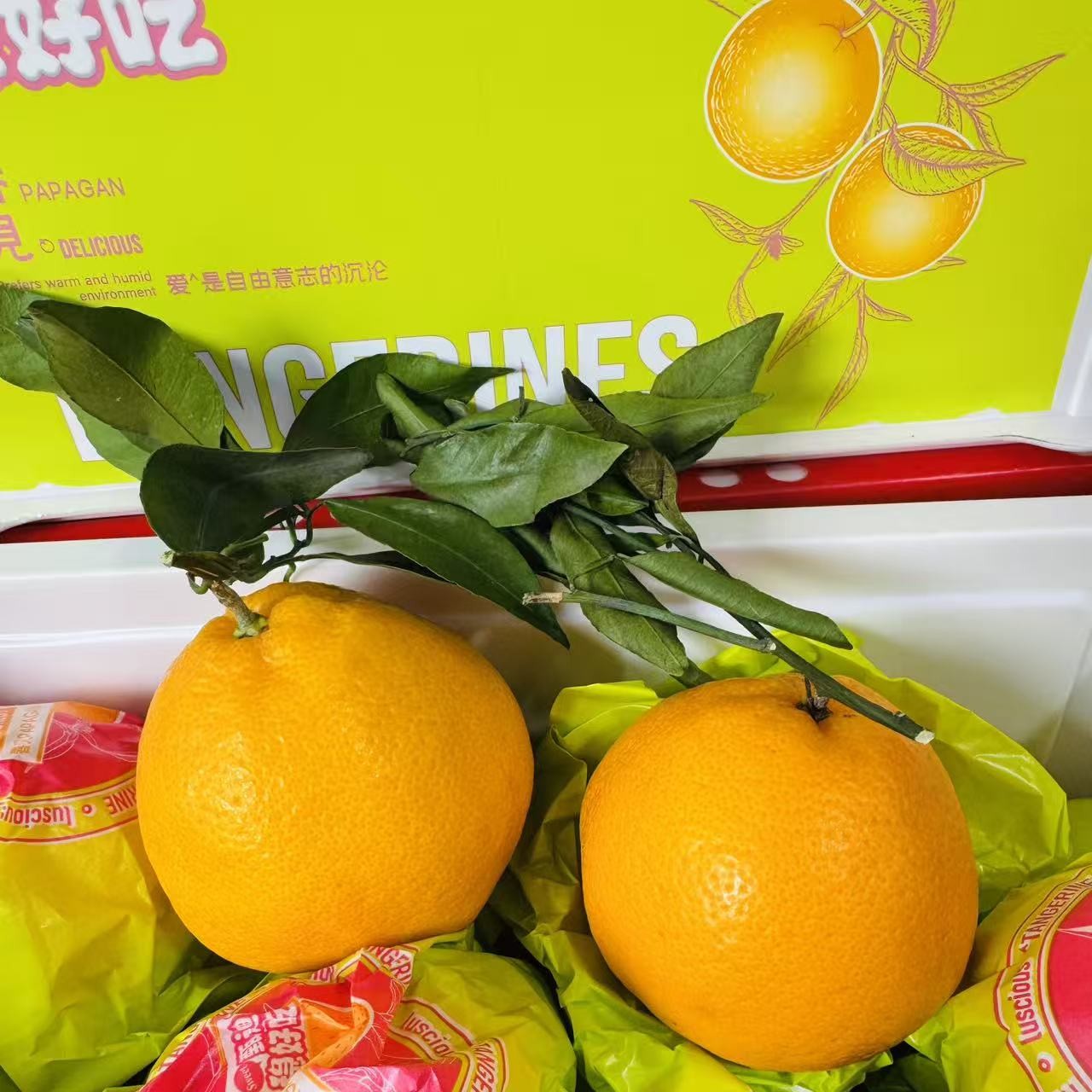 春见耙耙柑一箱毛重5斤四川省