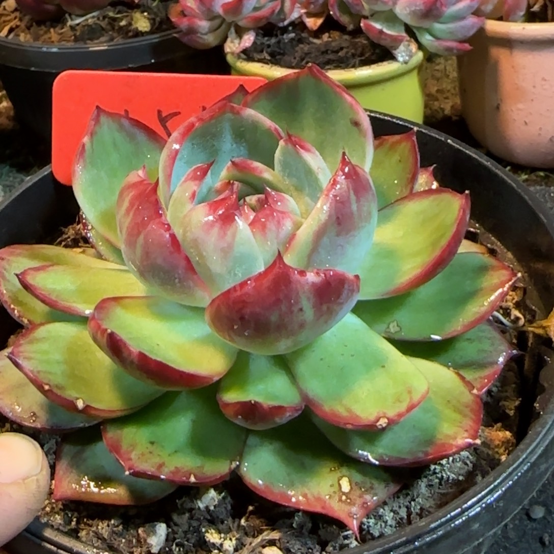 惊鸿一物一拍包装收缩花旱155