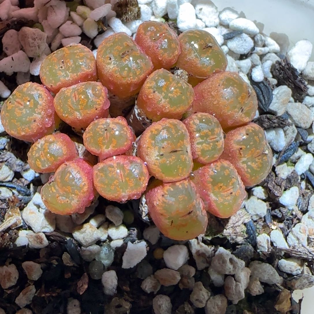 肉锥多肉植物百科-勋章295