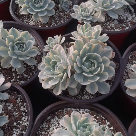 鲁锦（白覆轮锦）景天科