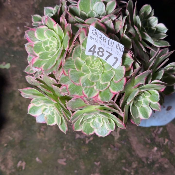 4871水蜜桃不包断枝