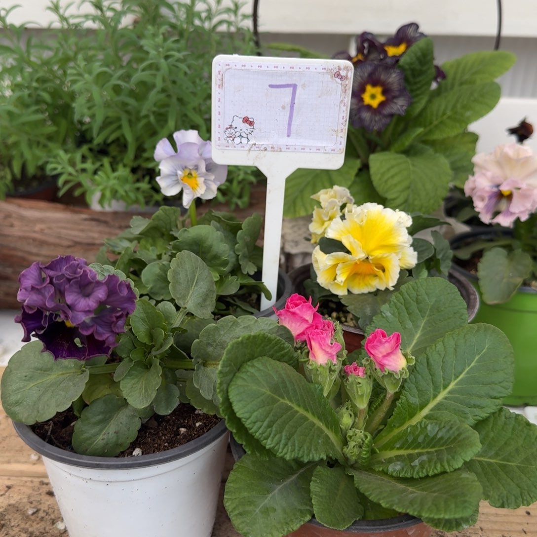 全部花朵1208 组合2号